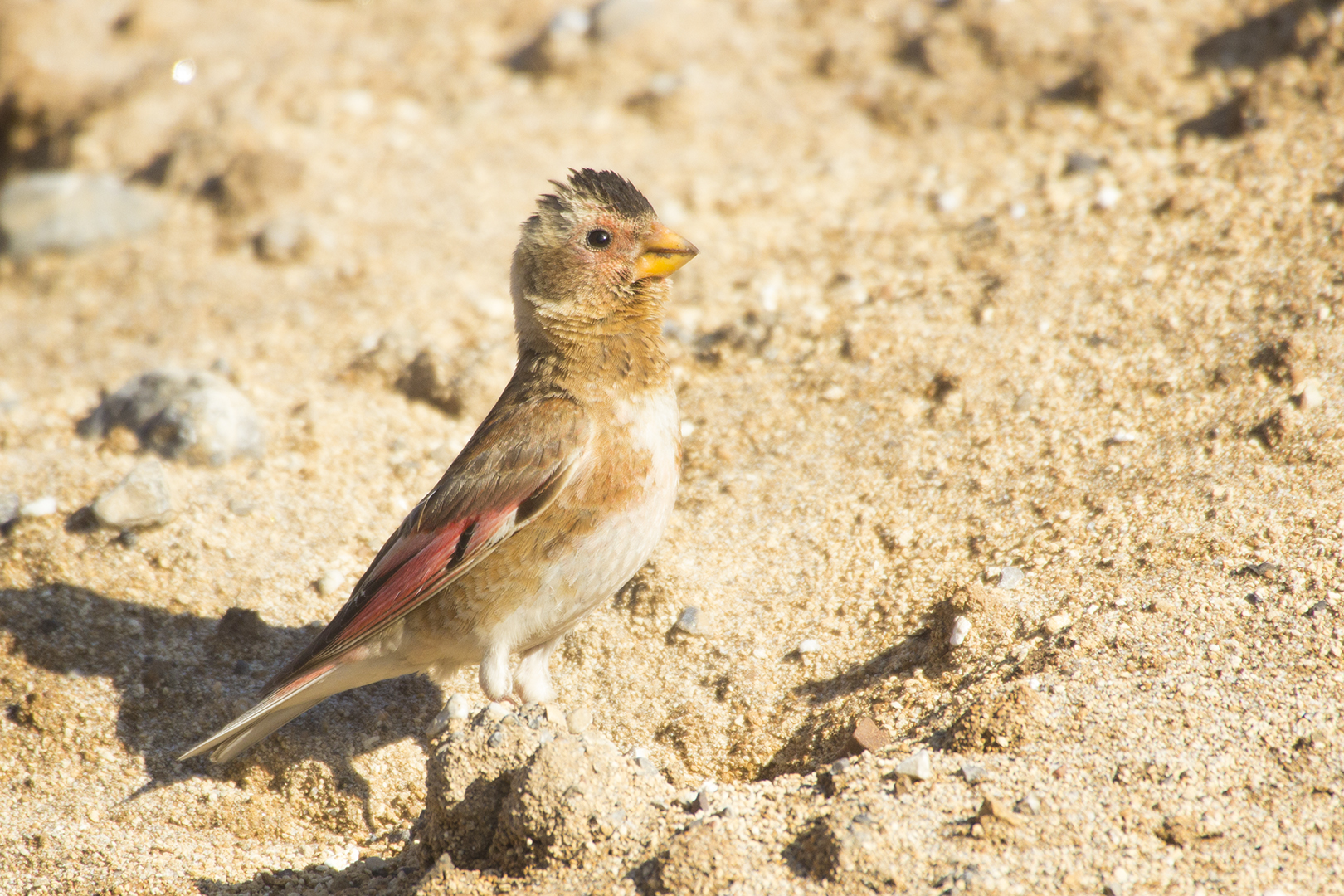 Crimson-winged Finch